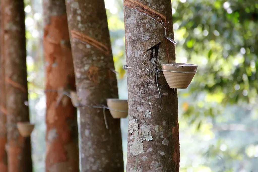 5 mitos sobre el café de especialidad